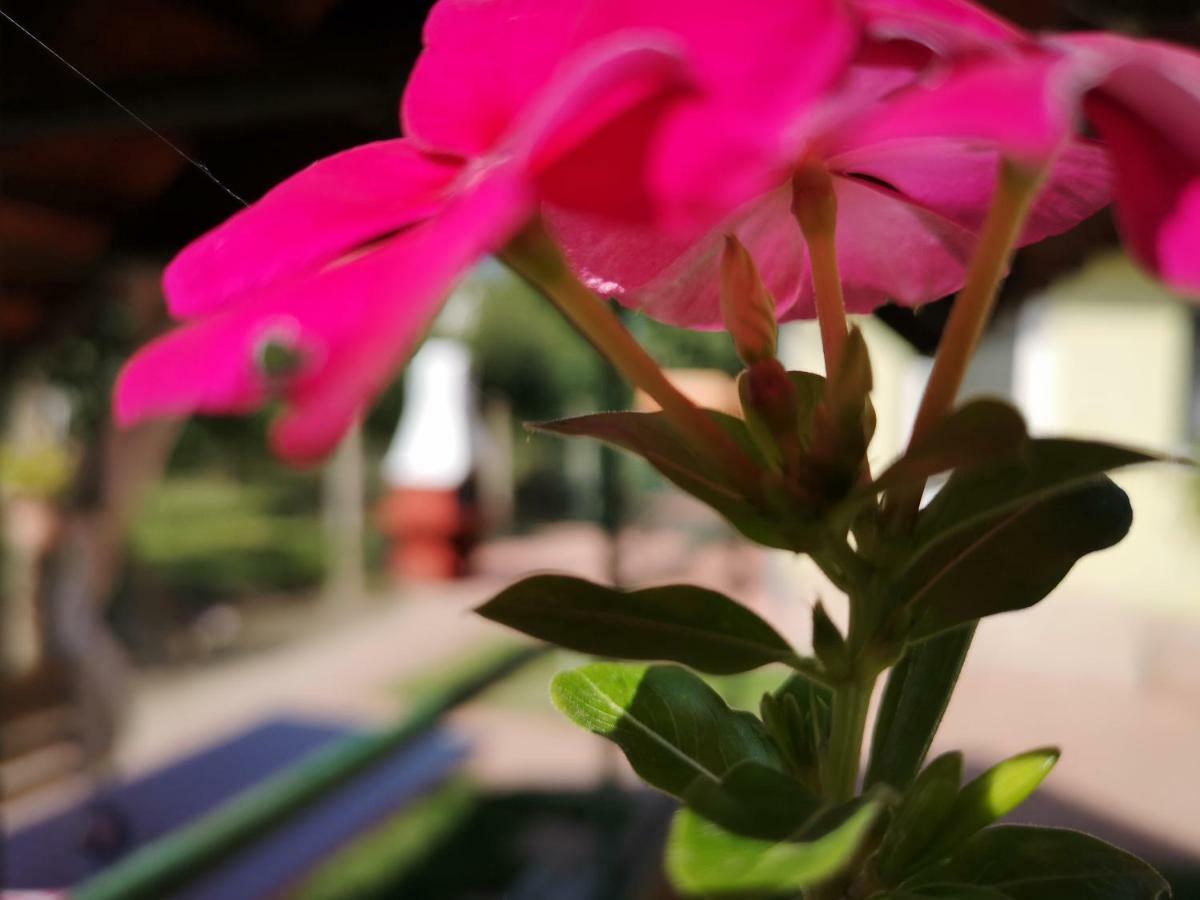 Kaszas Garden Mosonmagyarovar